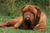 DOGUE DE BORDEAUX 314